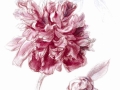 2 Peony for portrait of Bettina Lobkowicz