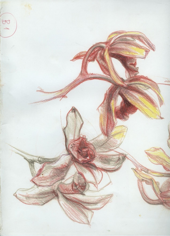 ,, Study of Orchids"